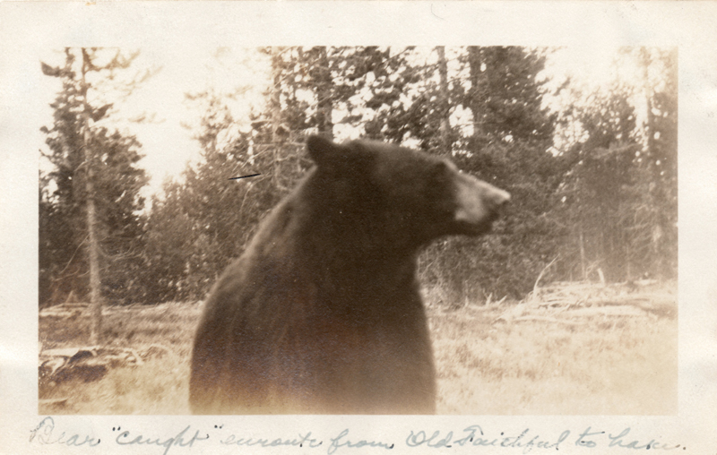 1924m6_Bear_caught_enroute_from_Old_Faithful_to_Lake_26Jun1924