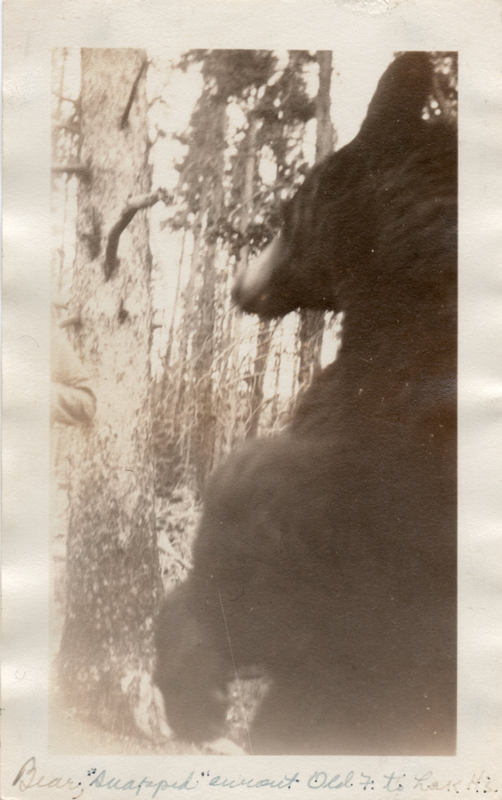 1924m8_Bear_snapped_enroute_Old_F_to_Lake_Hotel_26Jun1924
