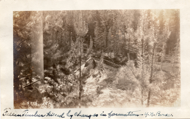 1924s8_Fallen_Timber_killed_by_changes_in_formation_Y_N_Park_29Jun1924