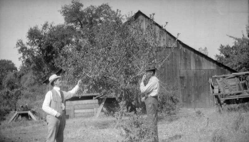 1912l9_will_and_henry_neal_apple_tree_c1912_or_1923