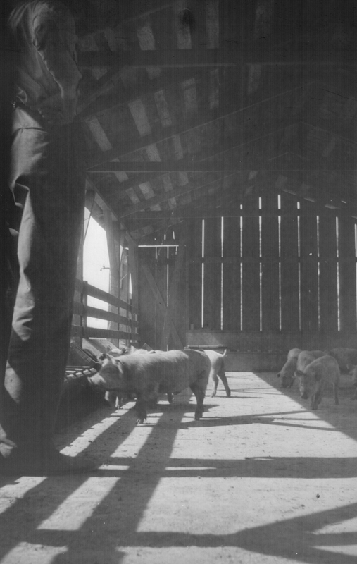 1923f5_henry_neal_pigs_c1923