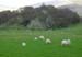 abergynolwyn_gwynedd_nw_wales_sheep
