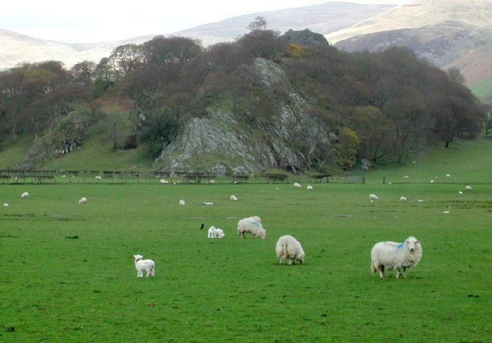 abergynolwyn_gwynedd_nw_wales_sheep